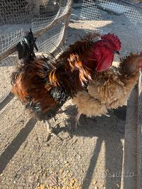 Coppia di galline frizzle