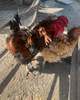 Coppia di galline frizzle