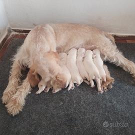 Spinone italiano