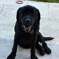 Labrador nero