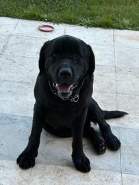 Labrador nero