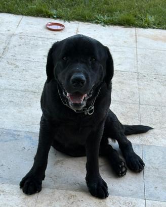 Labrador nero