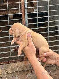 Cuccioli Segugio Italiano pelo raso per Lepre