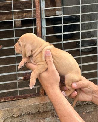 Cuccioli Segugio Italiano pelo raso per Lepre