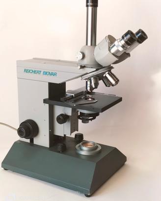 microscopio triloculare reichert 