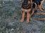 Immagine 4