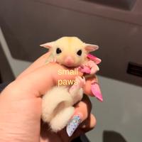 Petauri dello Zucchero