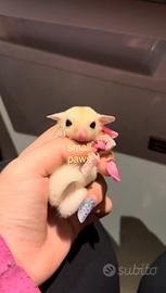 Petauri dello Zucchero