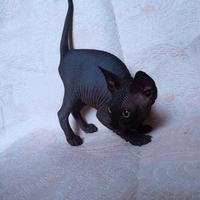 Sphynx trasporto in tutta italia