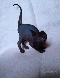 Sphynx trasporto in tutta italia