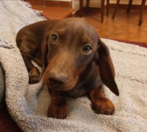 Disponibile adesso Bassotto con Pedigree Enci