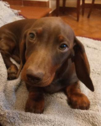 Disponibile adesso Bassotto con Pedigree Enci