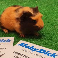 Cavia peruviana