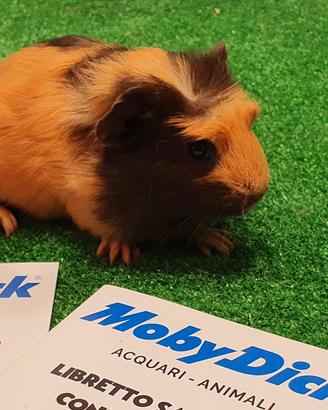 Cavia peruviana
