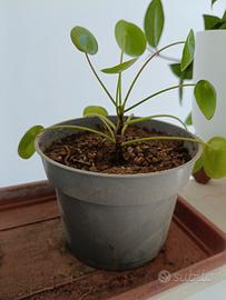 Pilea Pianta delle monete