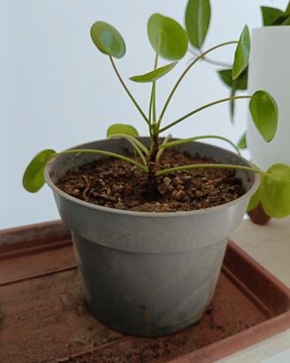 Pilea Pianta delle monete