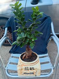 Bonsai