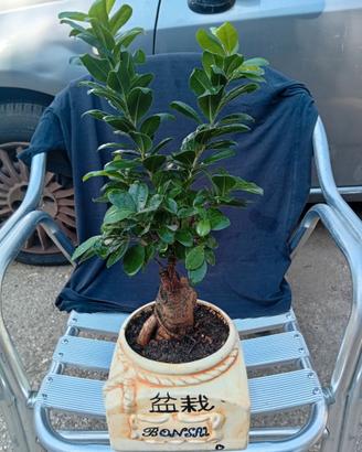 Bonsai
