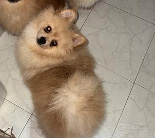 SIMba