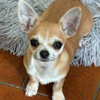 Cuccioli chihuahua (possibile consegna)