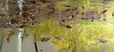 Pesci poecilia Endler guppy