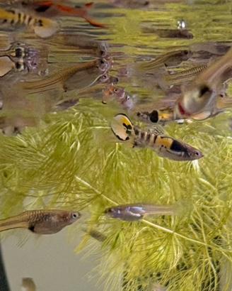 Pesci poecilia Endler guppy