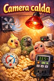 Camera calda per pappagalli 