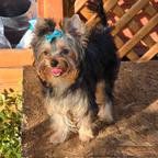 Cucciolo yorkshire terrier