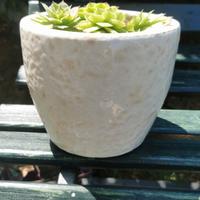 piantina in vaso bianco ceramica .
