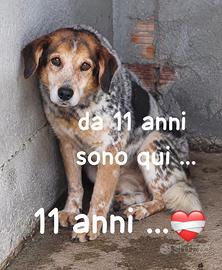 Enea-11 anni di canile! Merita un lieto fine!