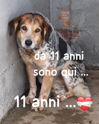 Enea-11 anni di canile! Merita un lieto fine!
