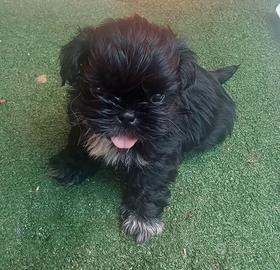 Cuccioli di shitzu shihtzu shih-tzu con pedigree