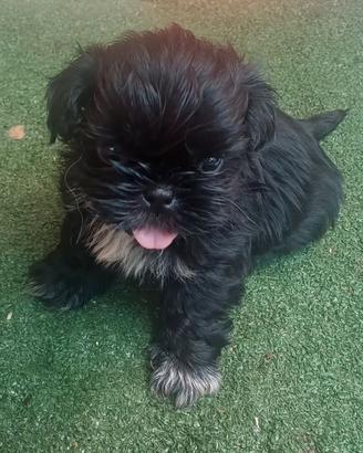 Cuccioli di shitzu shihtzu shih-tzu con pedigree