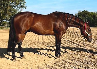 Quarter Horse 5 anni maschio