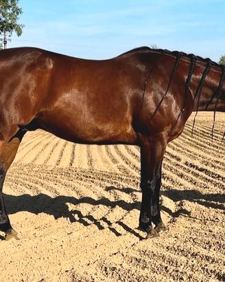 Quarter Horse 5 anni maschio