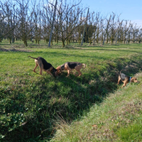 Segugi italiani a pelo raso