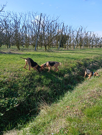 Segugi italiani a pelo raso
