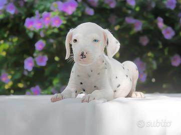 Cucciola femmina di Dalmata