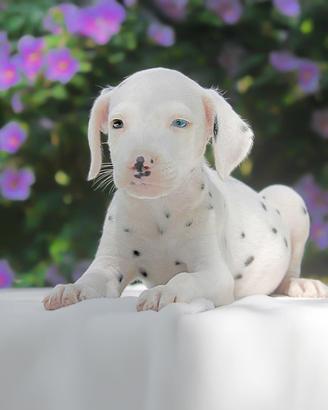Cucciola femmina di Dalmata