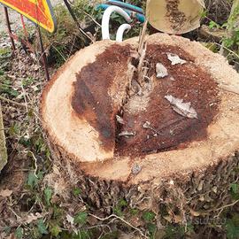 tronco di olmo pianta