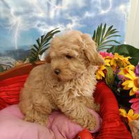 Sono Disponibili Cuccioli Maltipoo Albicocca