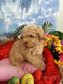 Sono Disponibili Cuccioli Maltipoo Albicocca