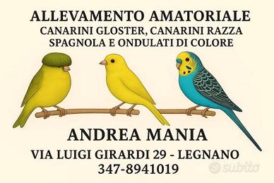 Gloster, razza Spagnola e ondulati di colore