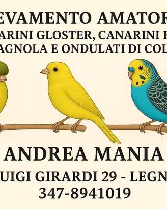 Gloster, razza Spagnola e ondulati di colore