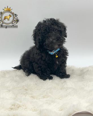 Stupendo maschietto Barboncini Black