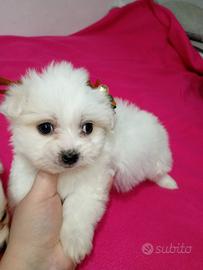 Maschietti di maltese