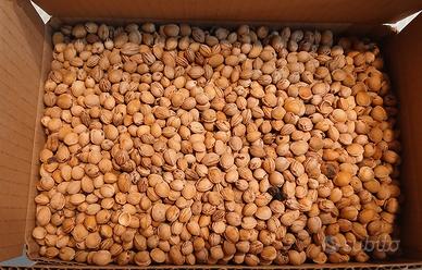 Noccioli di ciliegia 