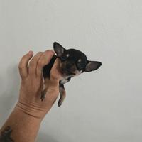 Cucciolo di chihuahua mini mini toy