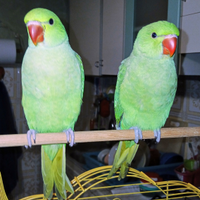 Parrocchetti dal collare