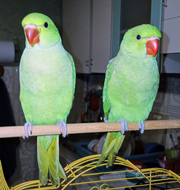 Parrocchetti dal collare